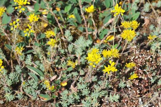 Image of <i>Sedum rupestre</i>