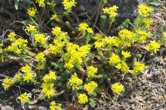 Image of stonecrop