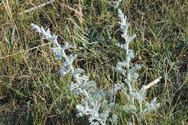 Image of Seriphidium maritimum subsp. humifusum (Fr. ex C. Hartm.) T. Karlsson