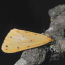 Image of dew moth