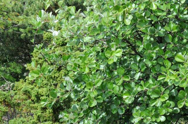 Image of Grecian Whitebeam