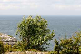 Image of Grecian Whitebeam