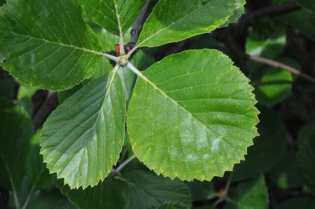 Image of Grecian Whitebeam