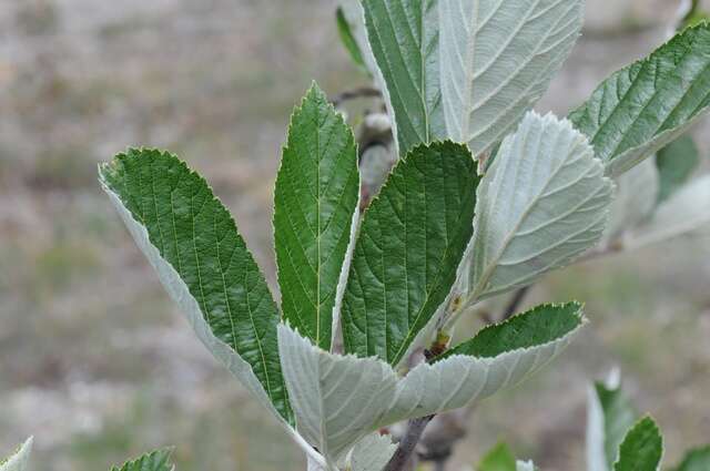 Plancia ëd Aria rupicola (Syme) Mezhenskyj