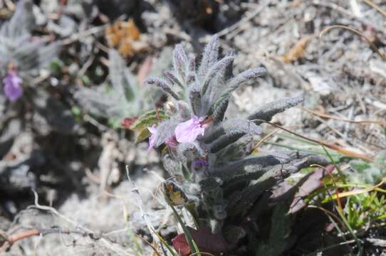 Слика од Teucrium