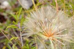 Image of goatsbeard