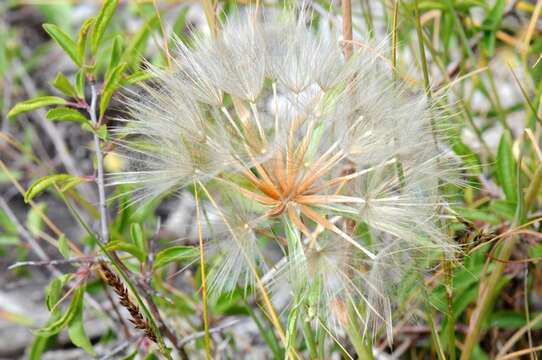 Image of goatsbeard