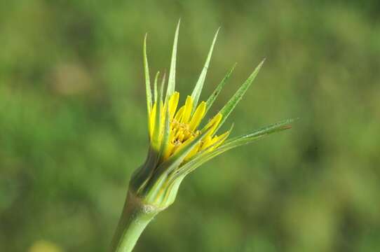 Image of goatsbeard