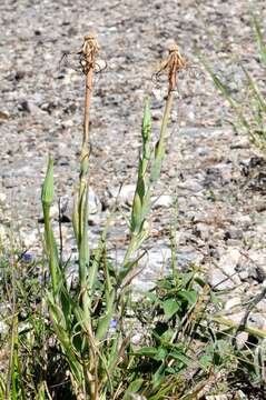 Image of goatsbeard