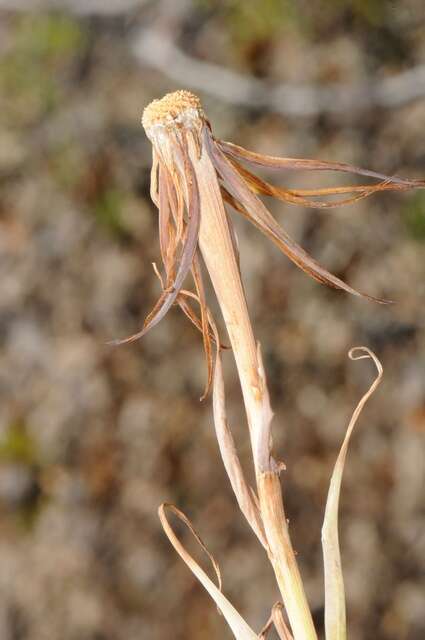 Слика од Tragopogon