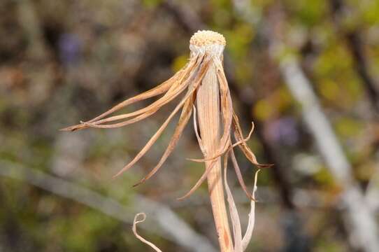 Image of goatsbeard