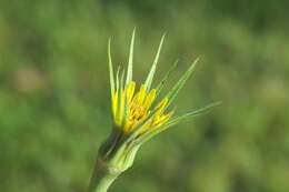 Слика од Tragopogon