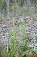 Слика од Tragopogon