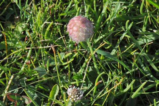 Image of strawberry clover