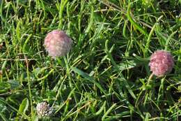 Image of strawberry clover