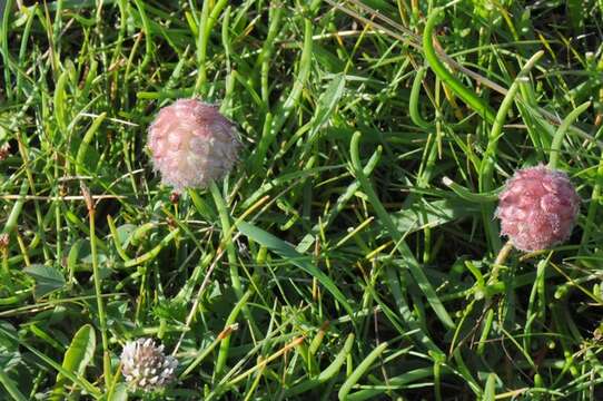 Image of strawberry clover