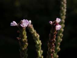 Image of vervain