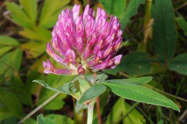 Imagem de Trifolium medium L.