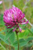 Image of zigzag clover