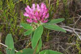 Image of zigzag clover