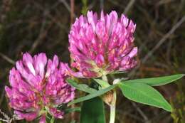 Imagem de Trifolium medium L.