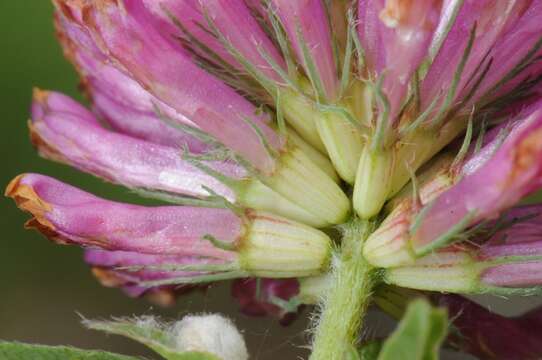 Imagem de Trifolium medium L.