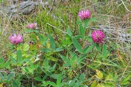 Imagem de Trifolium medium L.