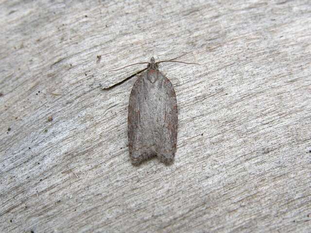 صورة Acleris sparsana Denis & Schiffermüller 1776