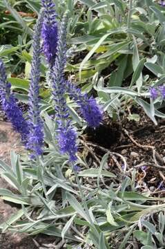 Image of spiked speedwell