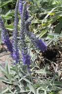 Image of spiked speedwell