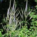 Image of Culver's root