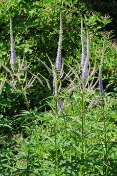 Image of veronicastrum