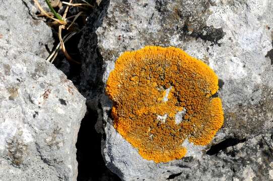 Image of orange wall lichen