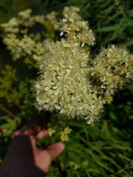 Image of Meadowsweet