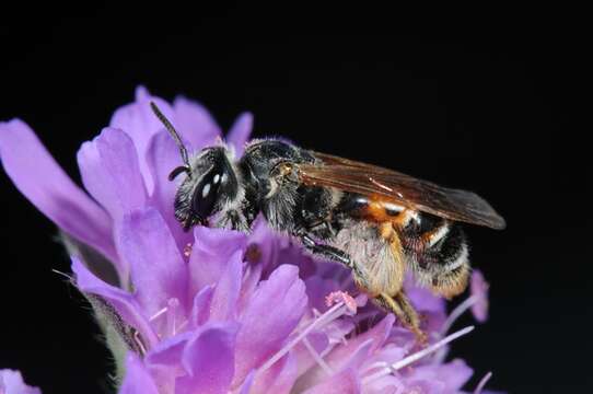 Andrena hattorfiana (Fabricius 1775) resmi