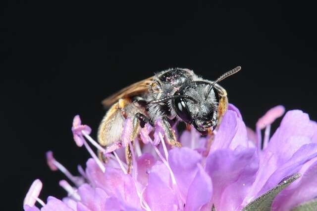 Image of Andrena hattorfiana (Fabricius 1775)