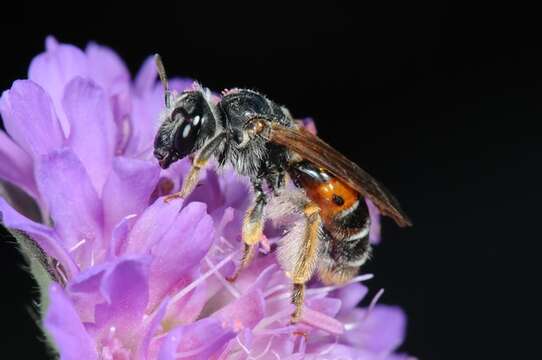 Image de Andrena hattorfiana (Fabricius 1775)