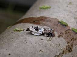 Image of Acleris