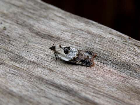 Image of Acleris