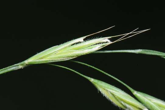 Image of Bromus benekenii (Lange) Trimen