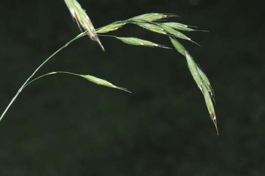 Imagem de Bromus benekenii (Lange) Trimen