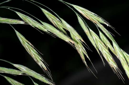 Image of Bromus benekenii (Lange) Trimen