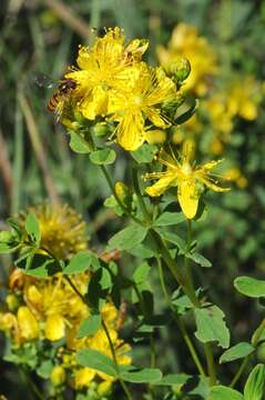 Imagem de Hypericum maculatum Cr.