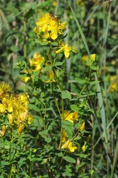 Image of spotted St. Johnswort