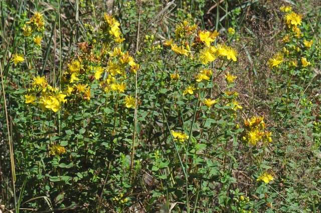 Image of spotted St. Johnswort