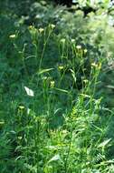 Image of nipplewort