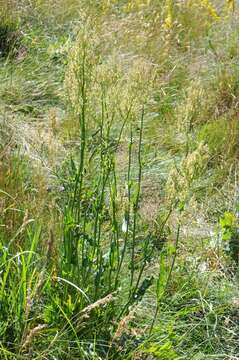 Image of Narrow-Leaf Sorrel