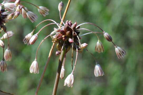 Image of field garlic