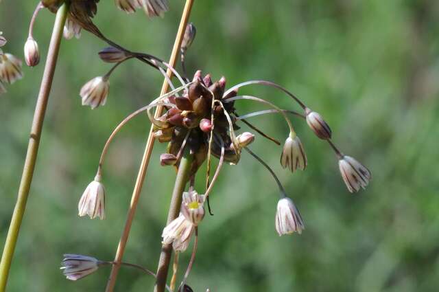 Image of field garlic