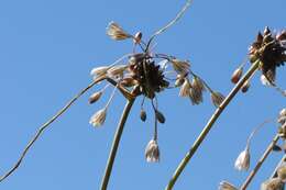 Image of field garlic